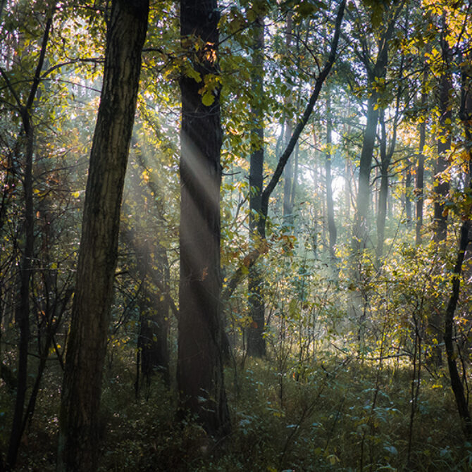 Stanowisko Prezydium PAN w sprawie dyskusji o przyszłości lasów i leśnictwa w Polsce