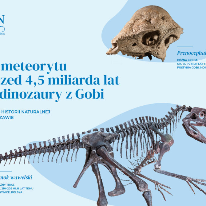 Od meteorytu sprzed 4,5 miliarda lat po dinozaury z Gobi. PAN chce pokazać skarby polskiej nauki w Muzeum Historii Naturalnej