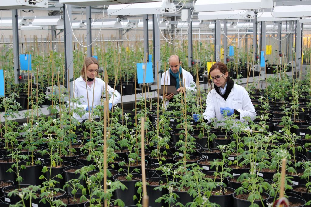 Troje naukowców pielęgnuje rośliny w doniczkach podczepione do wysokich tyczek