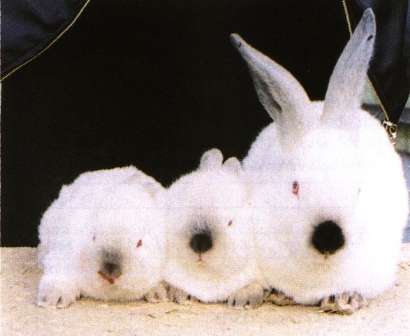 Trzy białe króliki