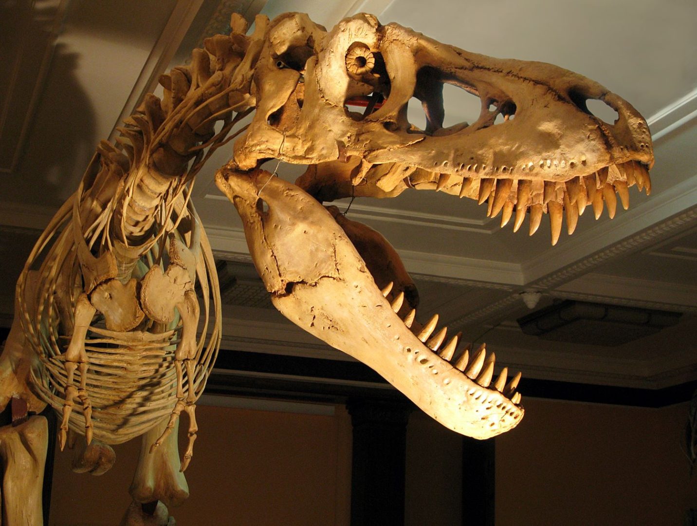 Szkielet drapieżnego dinozaura