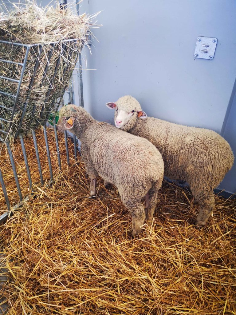 Dwie owce stoją na sianie