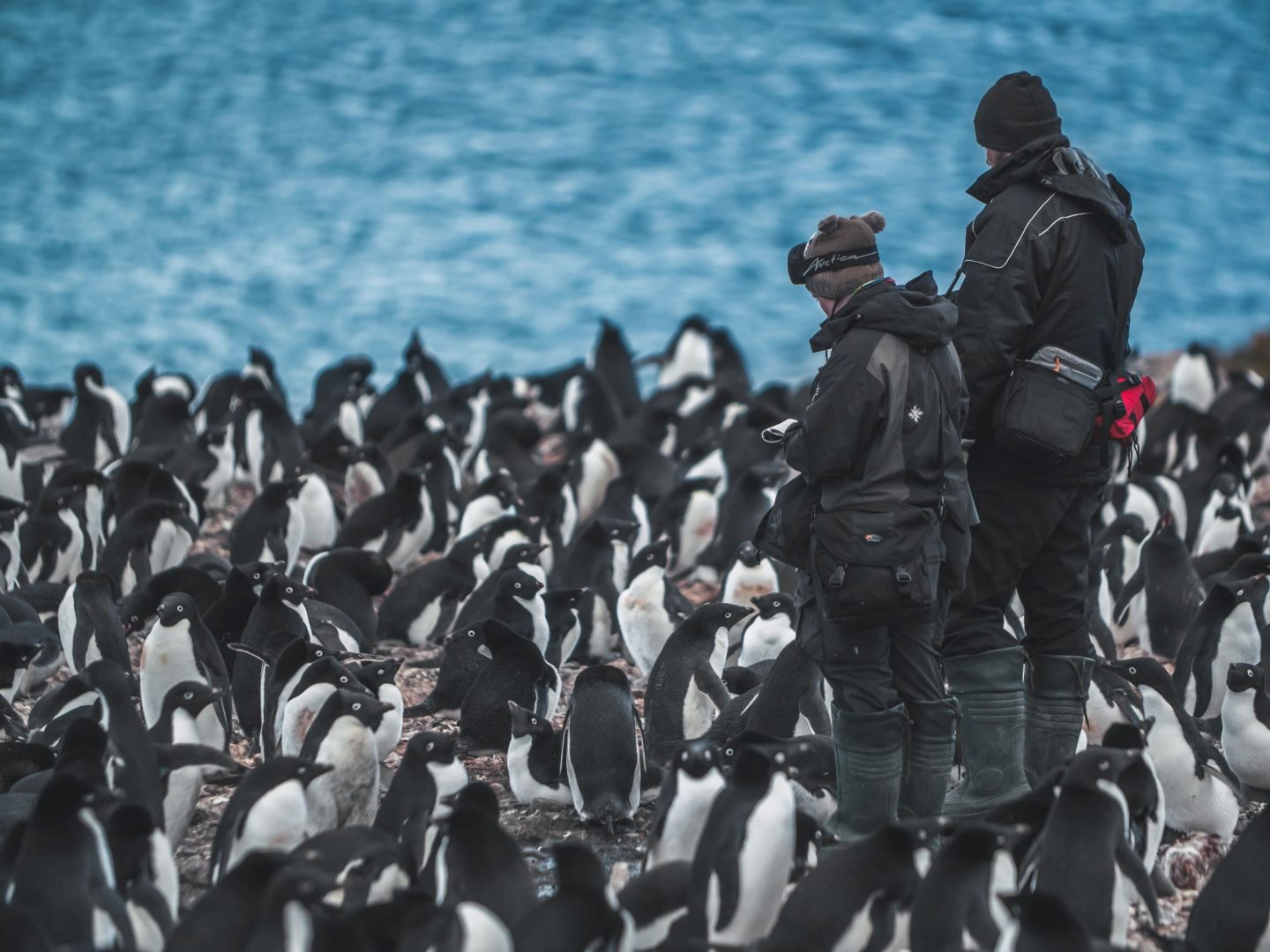 Dwie osoby ubrane na czarno stoją pomiędzy dziesiątkami niedużych pingwinów