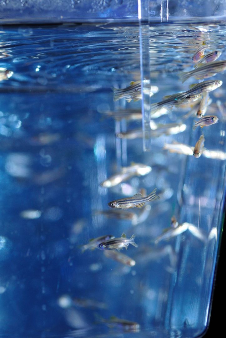 Zbliżenie na małe rybki w niebieskiej wodzie