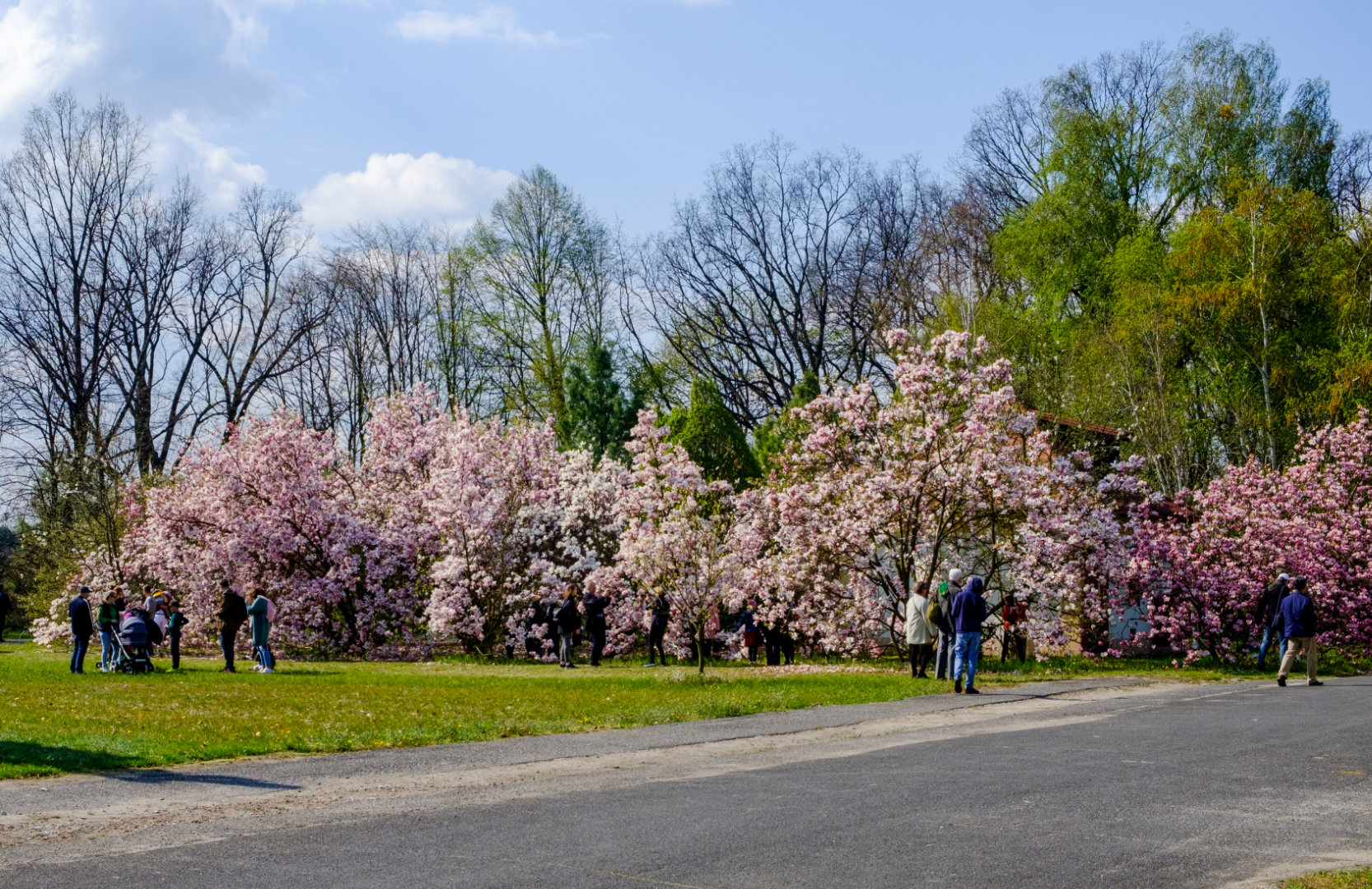 Spacerujący i fotografujący ludzie na tle kwitnących magnolii w maju