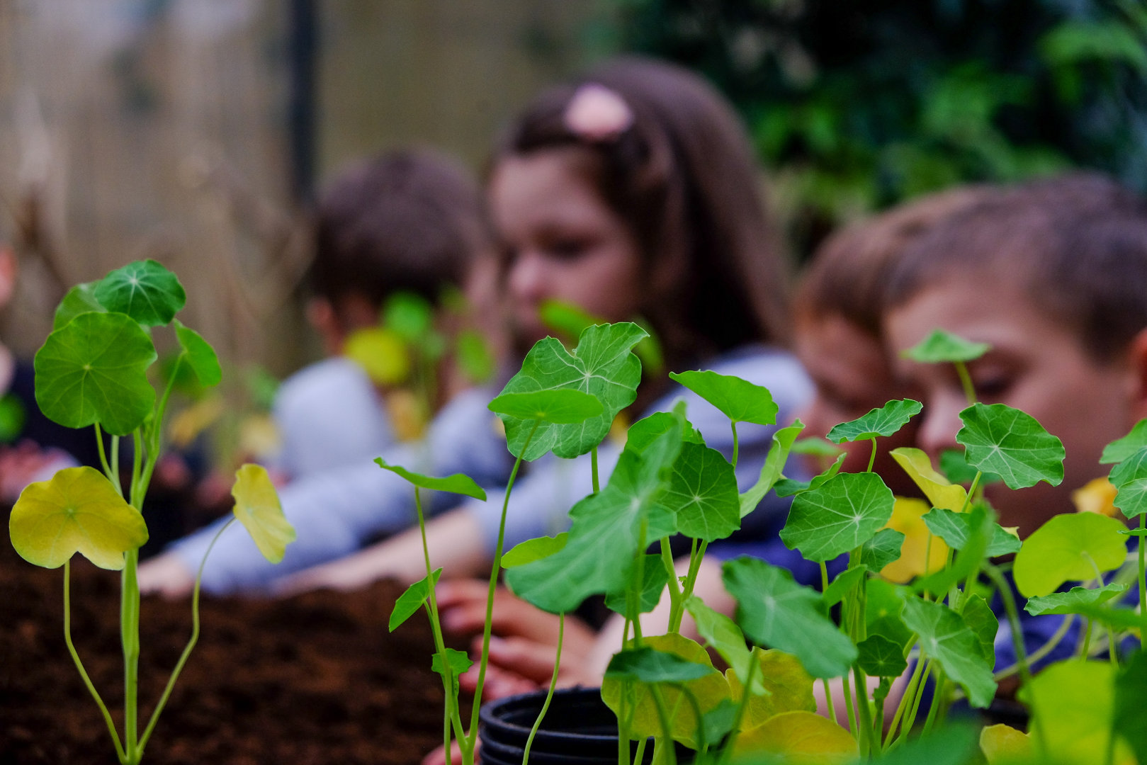 Dzieci sadzące rośliny podczas warsztatów ogrodniczych 