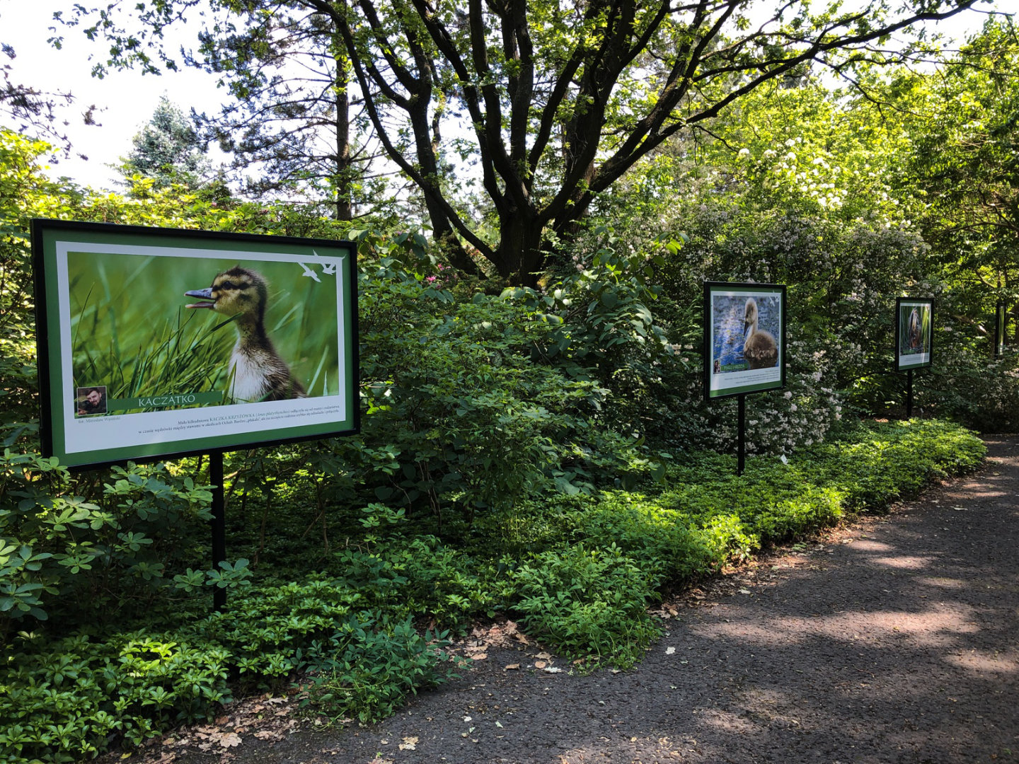 Aleja ogrodowa w arboretum, przy której stoją stelaże ze zdjęciami przyrodniczymi