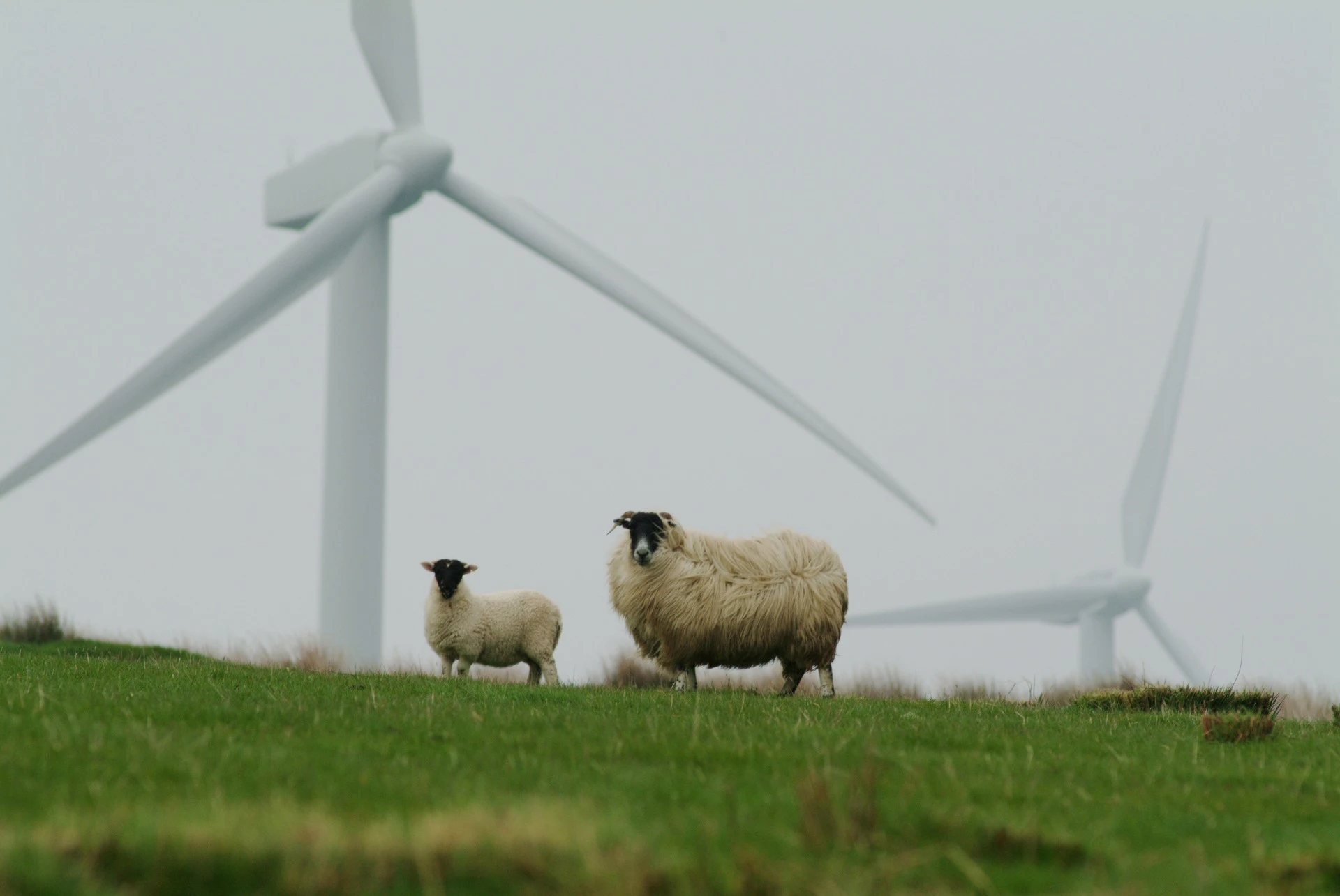Owce stojące na polu w tle widoczne turbiny wiatrowe